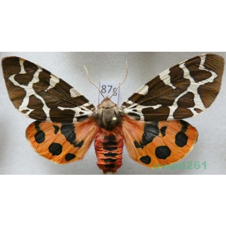 Arctia caja (Linnaeus, 1758) Niedźwiedziówka kaja female Poland87g